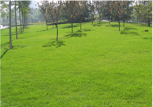 【園林工程 園林綠化 承接園林施工】價格_廠家_圖片 -