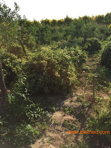 出售金葉榆,金葉垂榆就在蘇氏園林,出售金葉榆,金葉垂榆就在蘇氏園林生產(chǎn)廠家,出售金葉榆,金葉垂榆就在蘇氏園林價格