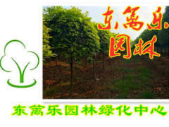 【58同城】東西湖花卉批發(fā)市場