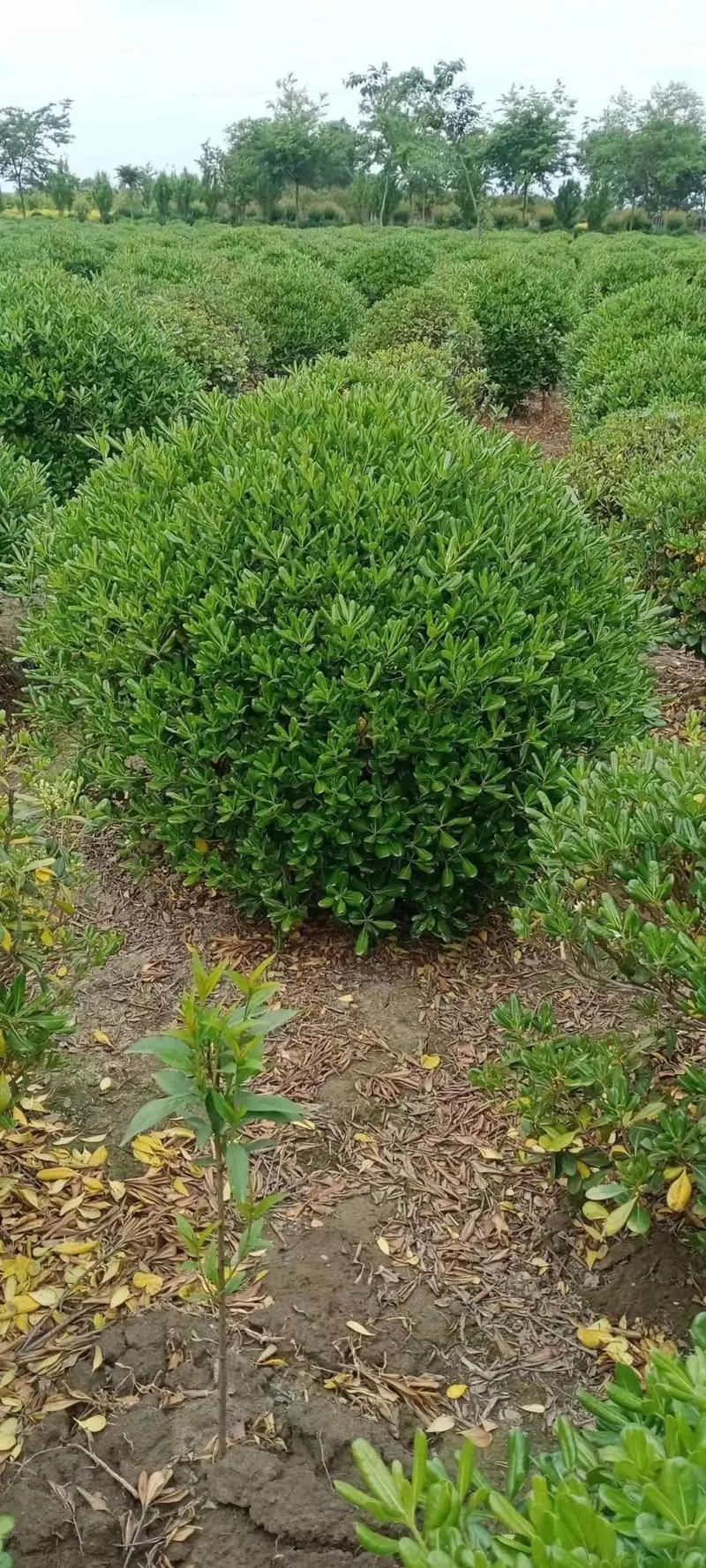 園林綠化工程苗木人 #全網(wǎng)搜索苗木有緣人 廠(chǎng)房綠化設(shè)計(jì)施工