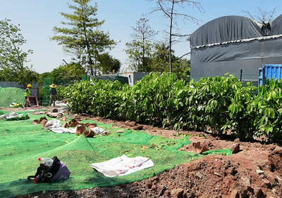 對(duì)于園林綠化工程款拖欠的問(wèn)題解決對(duì)策如下