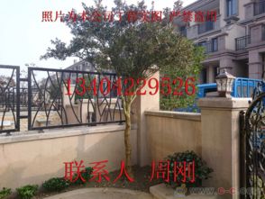 蘇州園林綠化 從設(shè)計(jì)、施工到養(yǎng)護(hù)的古典與現(xiàn)代融合之道